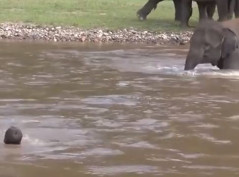 Απίστευτος ελέφαντας έσωσε άνθρωπο (vid)