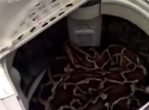 Πήγε να βγάλει τα πλυμένα κι έβγαλε φίδι (vid)