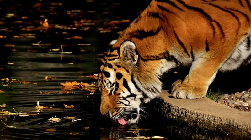 Παρίσι : Πανικός από αδέσποτη τίγρη