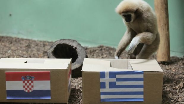 Η μαϊμού των Κροατών ψήφισε Ελλάδα (vid)