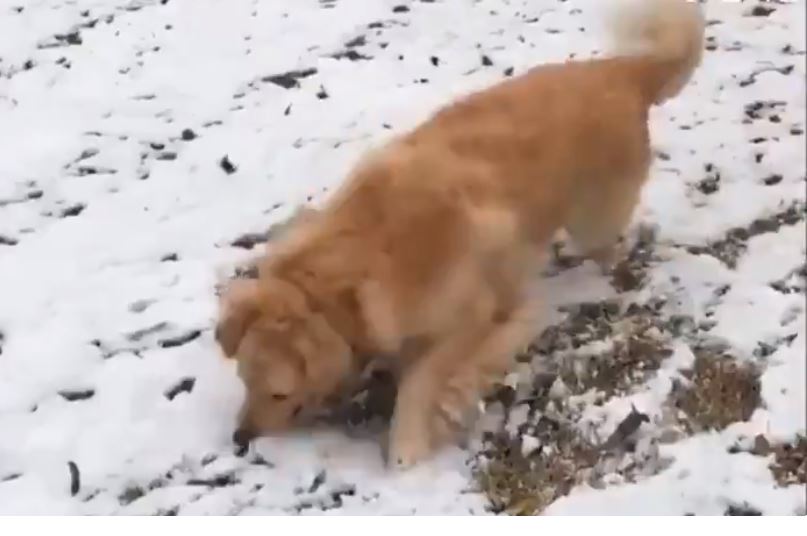 Τρελάθηκε με το χιόνι ο σκύλος (vid)