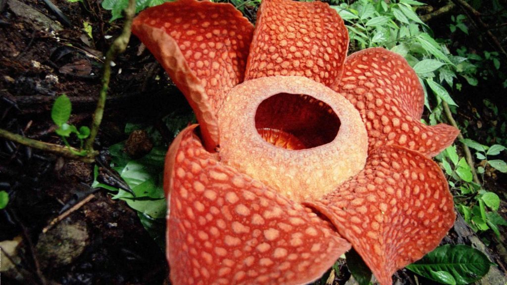 Rafflesia Arnoldii : Αφιερωμένο στο ινδονησιακό φυτό είναι το σημερινό doodle της Google