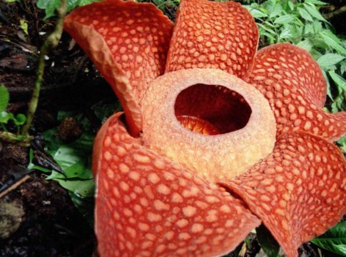 Rafflesia Arnoldii : Αφιερωμένο στο ινδονησιακό φυτό είναι το σημερινό doodle της Google