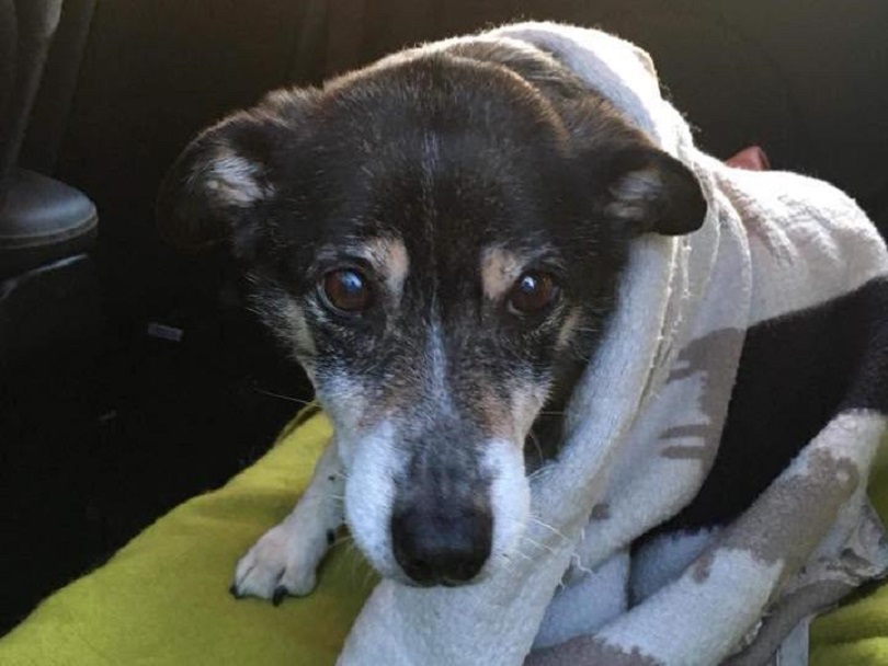 Ουαλία : Σκύλος βρέθηκε μετά από 10 μέρες χαμένος στα χιόνια