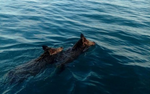 Ψαράδες βγήκαν για συναγρίδες στο Ιόνιο και συνάντησαν αγριογούρουνα