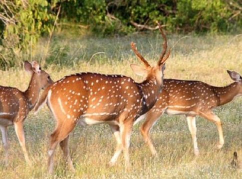 Ελεύθερα στη φύση αφέθηκαν 47 σπάνια Ελάφια του Δαυίδ