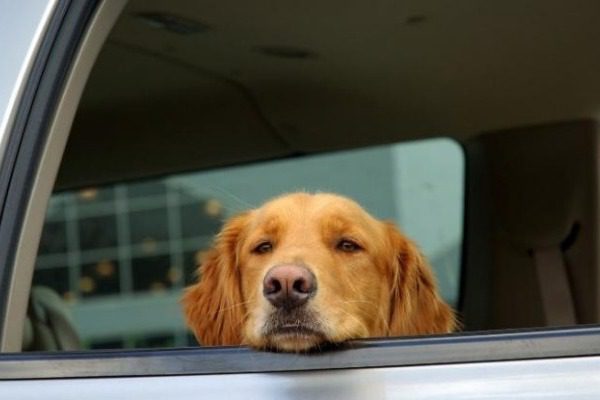 Το επικό σημείωμα ιδιοκτήτη σκύλου που ήταν κλεισμένος μέσα σε αυτοκίνητο