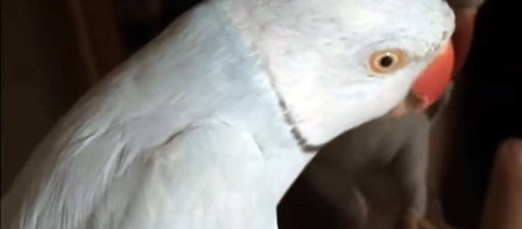 Ξεκαρδιστικό βίντεο – Πουλί μιλάει με την αντανάκλασή του σε καθρέφτη! (vid)