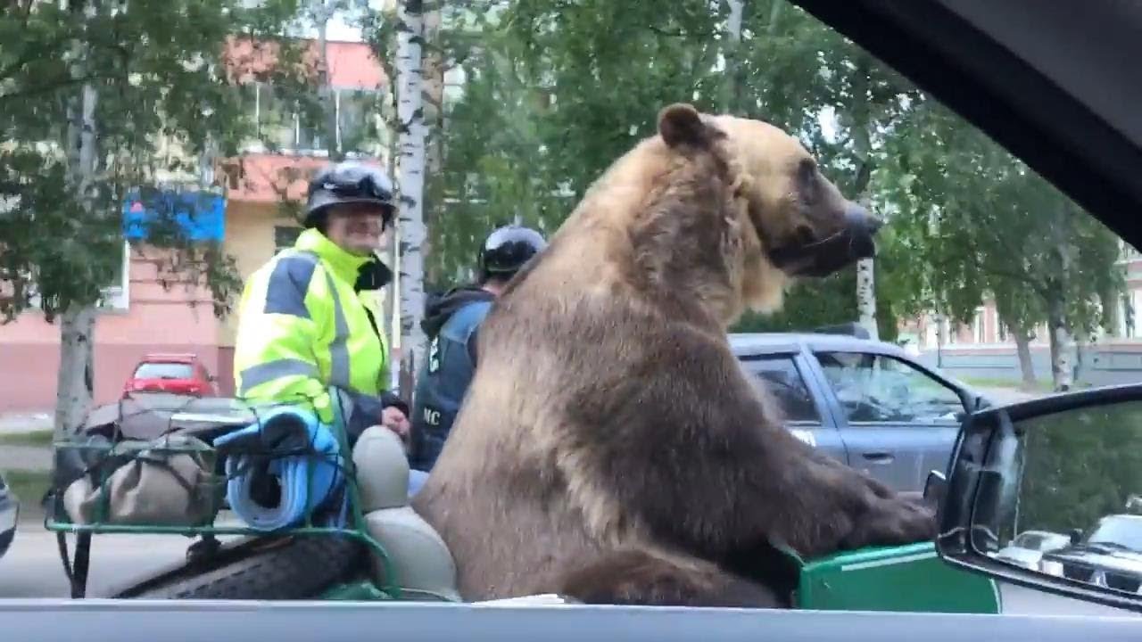 Έπος : Αρκούδα πανηγυρίζει σε φορτηγό με βουβουζέλα στη Μόσχα
