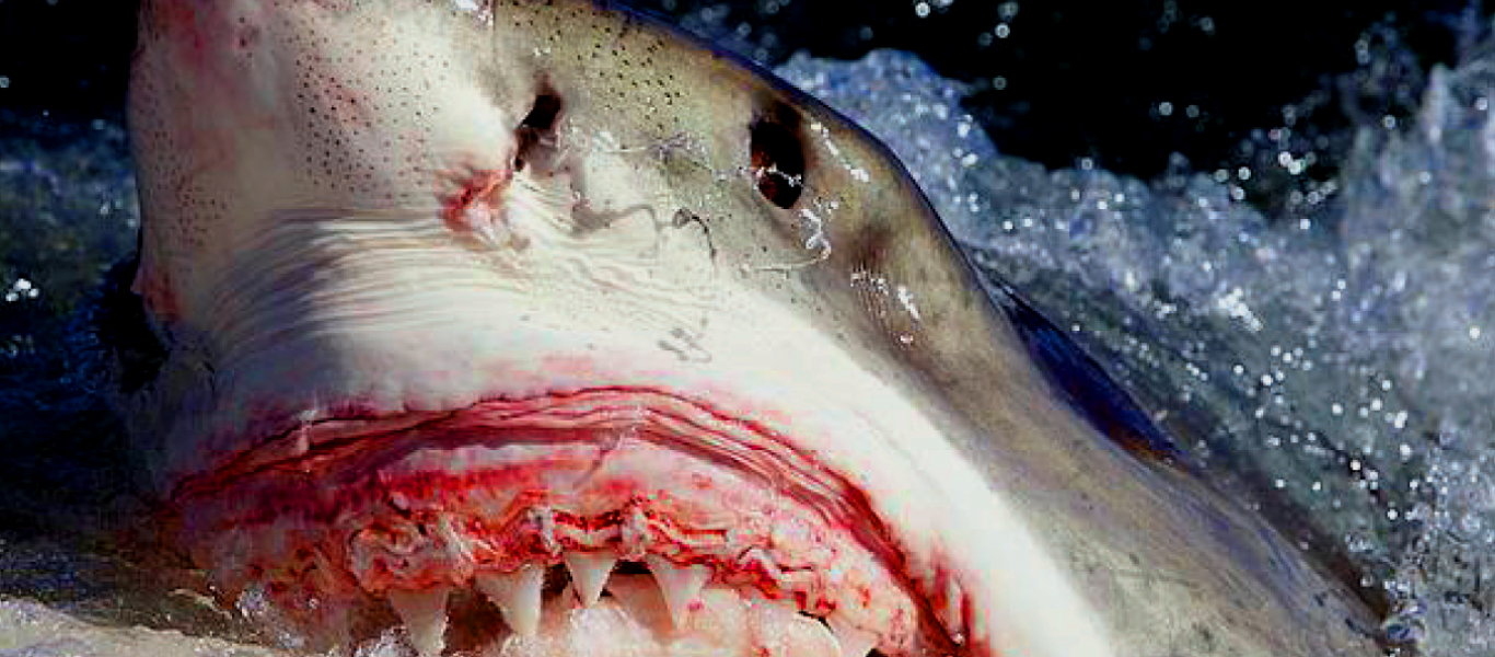 Τρομακτικό βίντεο: Καρχαρίας αρπάζει γυναίκα από το χέρι και την τραβάει στο νερό