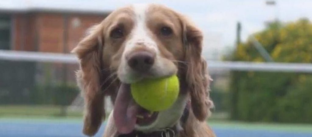 Από τα ball boys στα ball dogs: Σκύλοι εκπαιδεύονται για να μαζεύουν μπαλάκια σε αγώνες τένις! (vid)