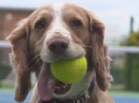 Από τα ball boys στα ball dogs: Σκύλοι εκπαιδεύονται για να μαζεύουν μπαλάκια σε αγώνες τένις! (vid)