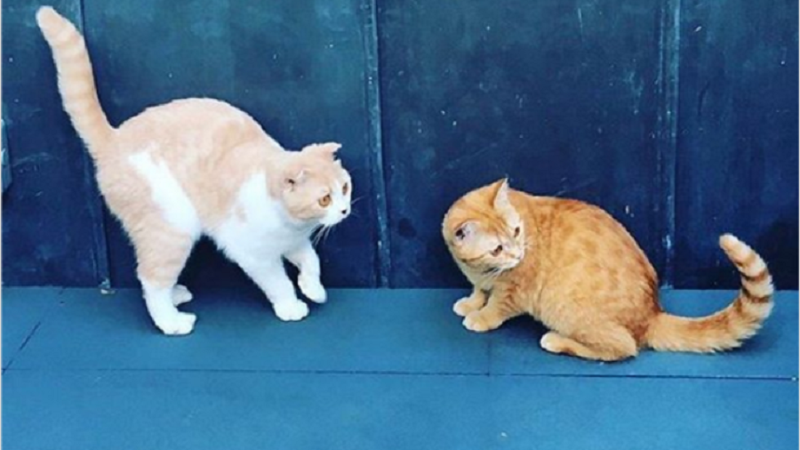 Στο Instagram τα γατάκια του Εντ Σίραν (pic)