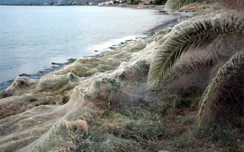 Απίστευτες φωτογραφίες: Ιστός αράχνης «κατάπιε» 300 μέτρα βλάστησης στο Αιτωλικό