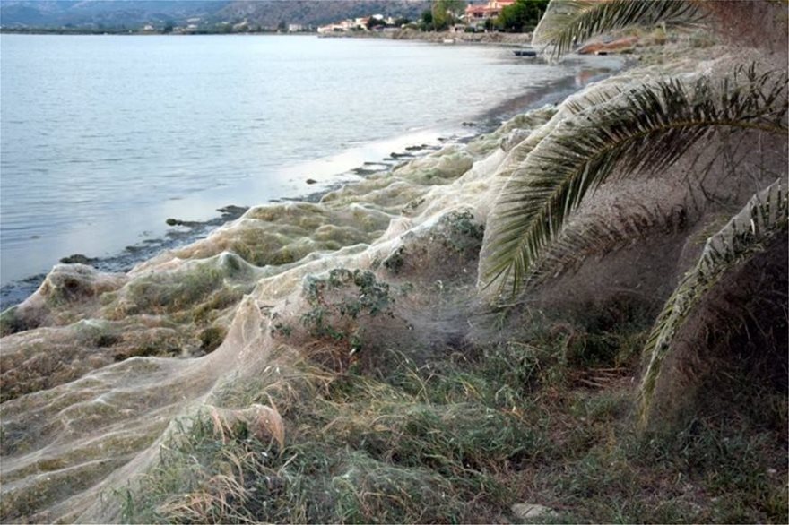 Απίστευτες φωτογραφίες: Ιστός αράχνης «κατάπιε» 300 μέτρα βλάστησης στο Αιτωλικό
