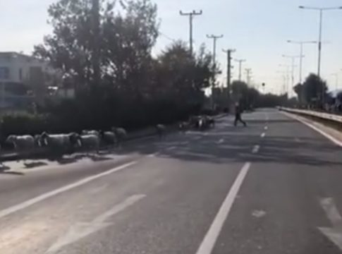 Μαραθώνιος 2018: Τσοπάνης και πρόβατα τρέχουν μαζί με τους αθλητές (vid)