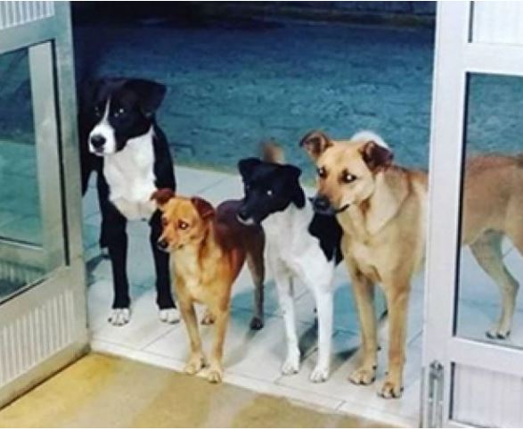 Άστεγος εισήχθη στο νοσοκομείο και ο σκύλος του μαζί με τους φίλους του τον περιμένουν μέχρι να γίνει καλά!