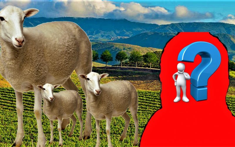 Ο Δημοσιογράφος που έγινε… αρνάκι