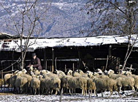 Η στάνη και το τυρί…