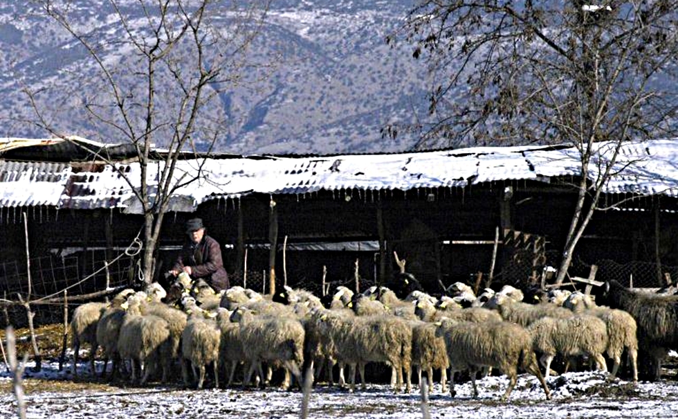 Η στάνη και το τυρί…