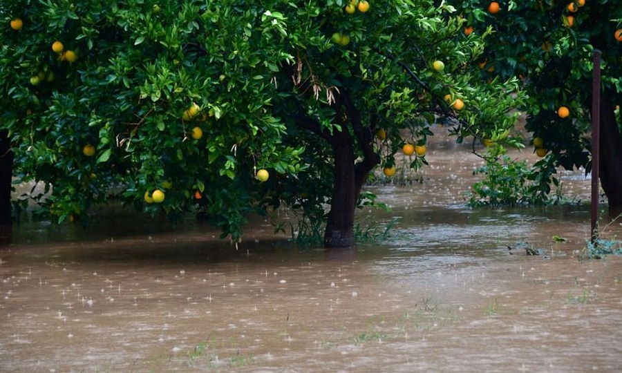 Ηλεία: Μεγάλη καταστροφή από την βροχόπτωση – Πλημμύρισε ο κάμπος του Αλφειού