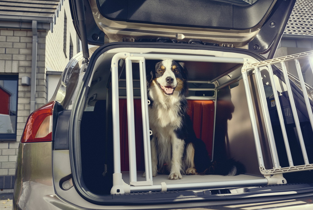 Ένας σκύλος βοήθησε τη Ford να σχεδιάσει το νέο Focus wagon