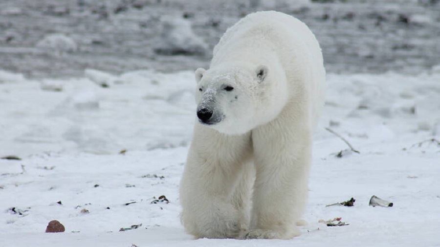 Πεινασμένη πολική αρκούδα περιπλανιέται αναζητώντας τροφή σε πόλη της Σιβηρίας