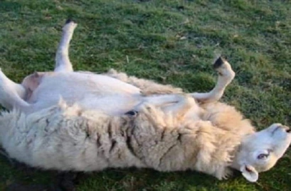 Πρόβατα έφαγαν… 200 κιλά χασίς και έγιναν ντάγκλα στην Καλαμάτα