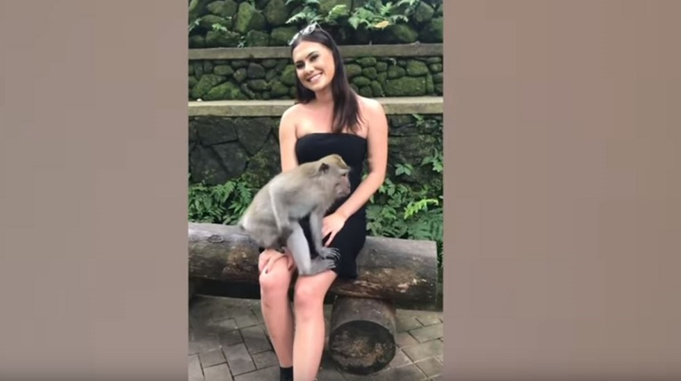 Μαϊμού ξεγύμνωσε τουρίστρια! (vid)