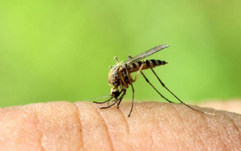 Ιός Δυτικού Νείλου: Τέσσερις νεκροί και 47 κρούσματα σε μια βδομάδα