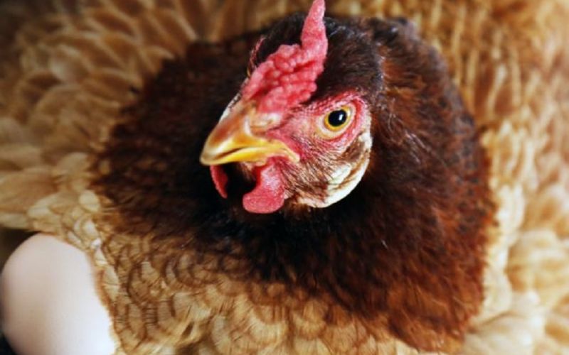 Επιδρομή σε κοτέτσι επειδή οι κόκορες… βιάζουν τις κότες