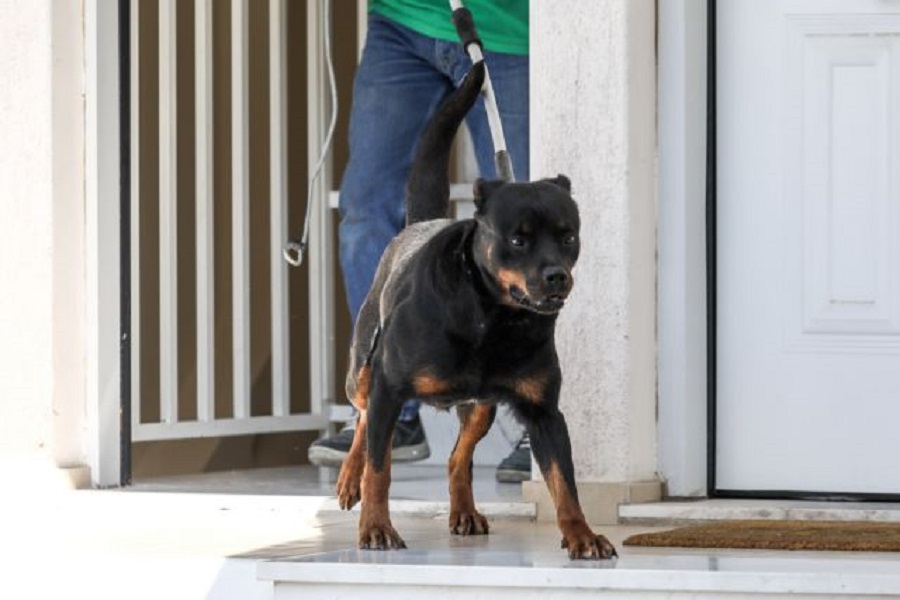 Γλυκά Νερά: Σοκάρουν οι μαρτυρίες για το ροτβάιλερ – Ζήλευε το βρέφος