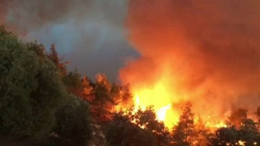 Φωτιά σε δασική έκταση στην Ηλεία – Συναγερμός στην Πυροσβεστική