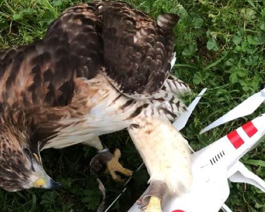 Εκπαιδευμένο γεράκι κατέρριψε drone παπαράτσι στο Ψυχικό