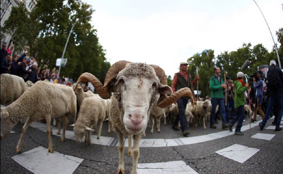 Πρόβατα «κατέλαβαν» τους δρόμους και δημιούργησαν χαος