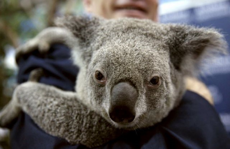 Αυστραλία: Φόβοι για εκατοντάδες νεκρά κοάλα λόγω πυρκαγιάς