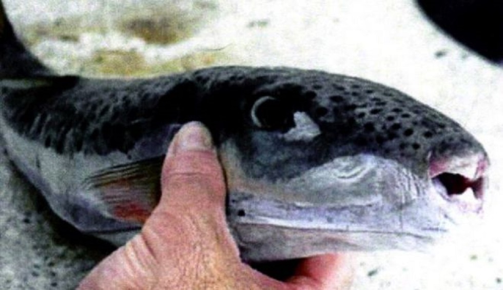 «Εισβολή» ξενικών ψαριών από την Ερυθρά Θάλασσα στην Ελλάδα – Οδηγίες προς τους πολίτες