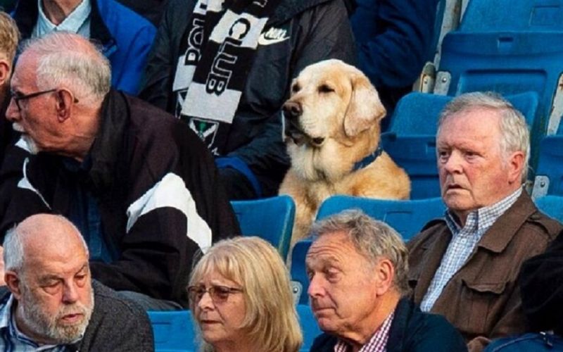 Viral: Σκύλος… χούλιγκαν παρακολουθεί εφτά χρόνια αγώνες της ομάδας του (pic)