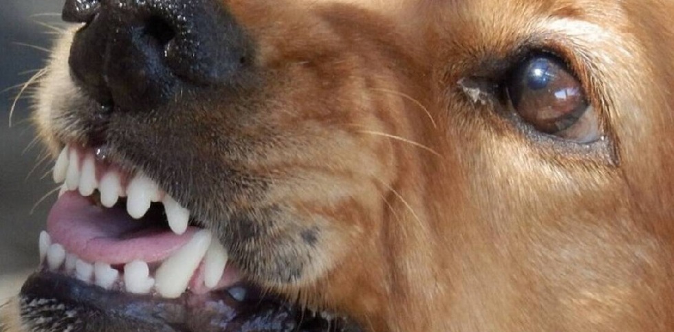 Θεσσαλονίκη: Αγέλη σκύλων επιτίθεται σε μαθητές –Τρία περιστατικά σε λίγες μέρες (pics)