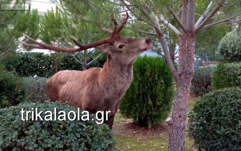 Απίστευτο: Ελάφι κατέβηκε από την Πάρνηθα και έκοβε βόλτα στους Θρακομακεδόνες (vid)