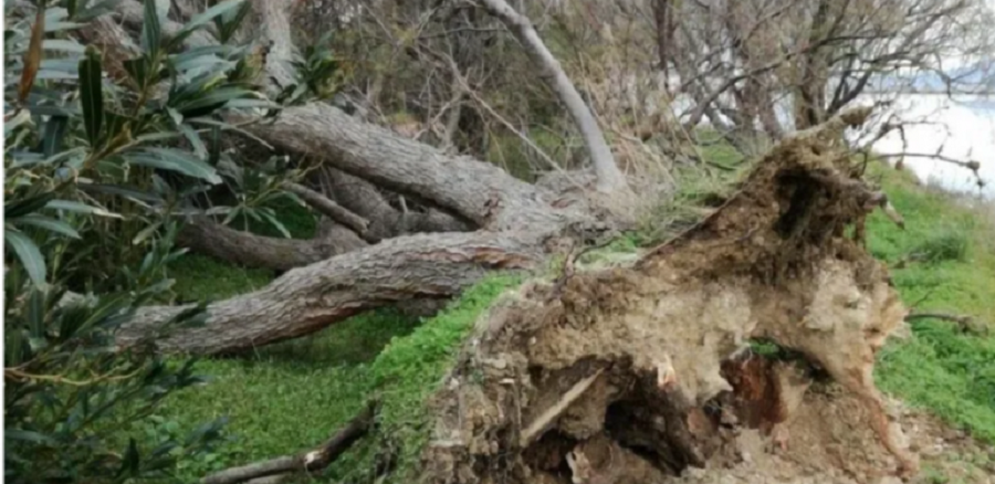 Δέντρο καταπλάκωσε άντρα στην Κρήτη και τον σκότωσε