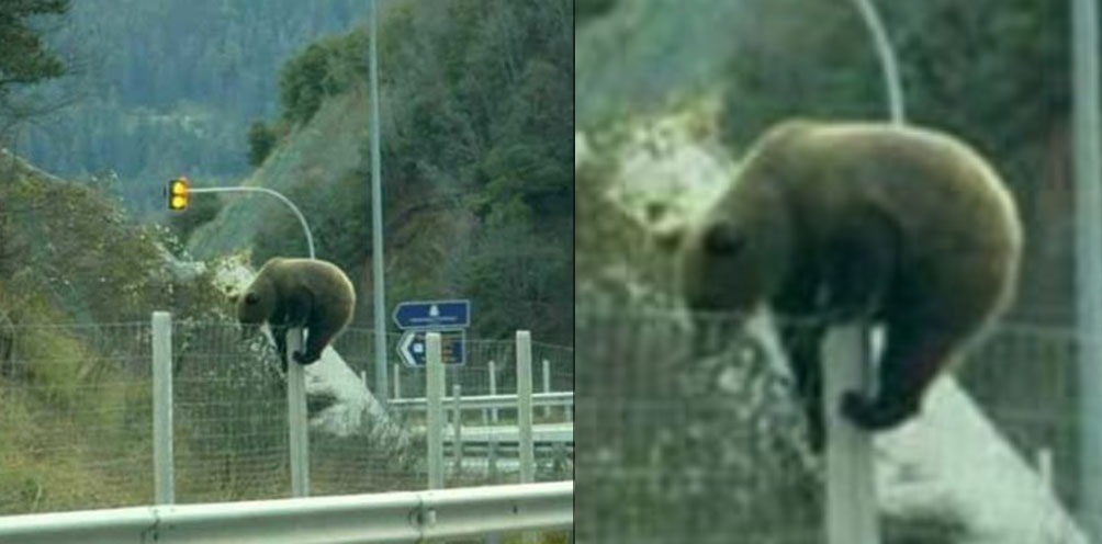 Αρκούδα σκαρφαλώνει τα συρματοπλέγματα για να περάσει την Εγνατία Οδό! (vid)