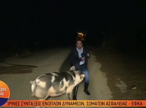 Ένα γουρούνι πήρε στο κυνήγι ρεπόρτερ του Παπαδάκη: Ούρλιαζε στον αέρα (vid)