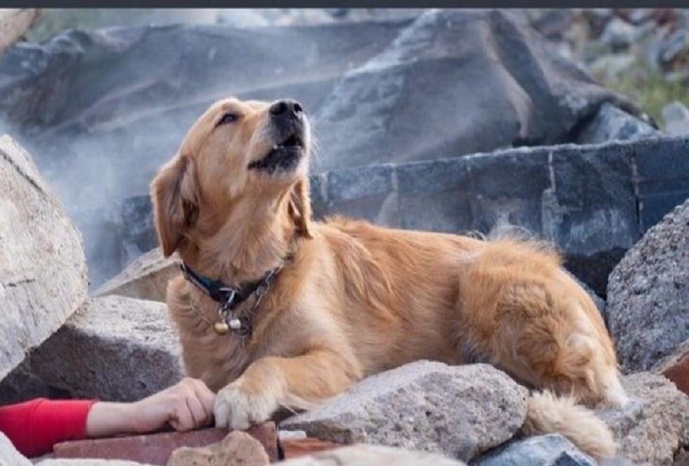 Σεισμός Αλβανία: Το μεγάλο ψέμα με την φωτογραφία του σκύλου που κάνει τον γύρο του διαδικτύου (pic)