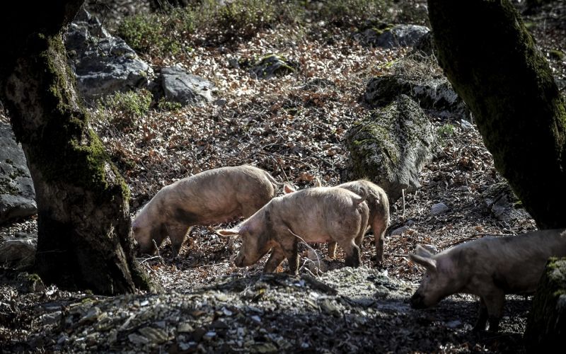 Τέταρτο κρούσμα πανώλης στην Κίνα