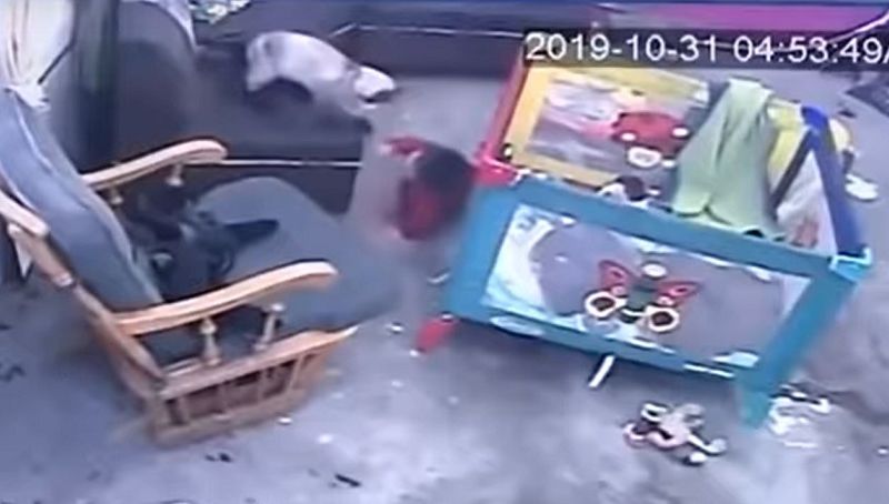 Γάτα ορμά σε μωρό και αρχίζει να το σπρώχνει – Το έσωσε λίγο πριν πέσει από τη σκάλα (vid)