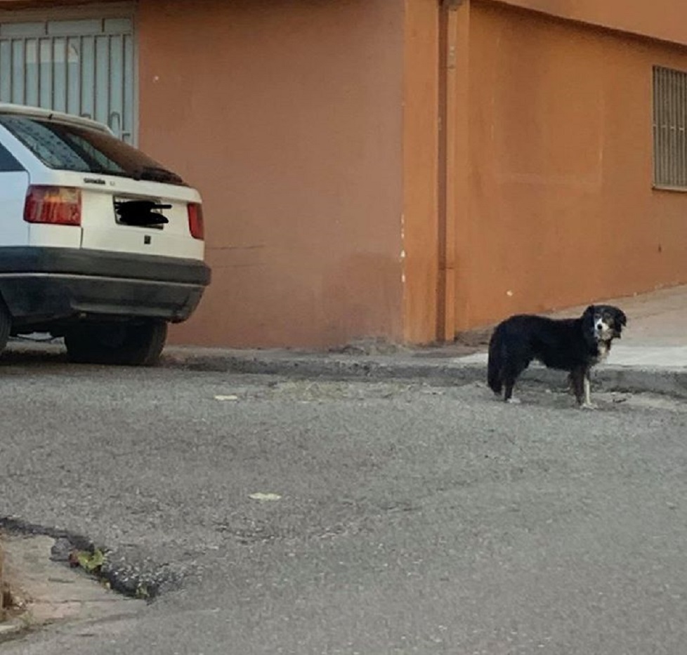 Σκυλίτσα-Χάτσικο στο Αίγιο περιμένει το αφεντικό της που πέθανε έξω από τα μαγαζί του