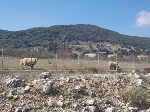 Αιγοπρόβατα κατέστρεψαν χλοοτάπητα αξίας 150.000 ευρώ στην Ηγουμενίτσα (pics)