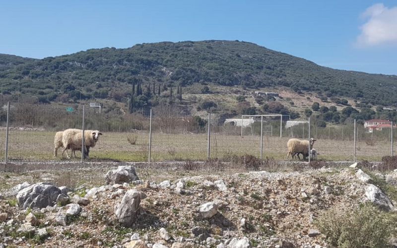 Αιγοπρόβατα κατέστρεψαν χλοοτάπητα αξίας 150.000 ευρώ στην Ηγουμενίτσα (pics)