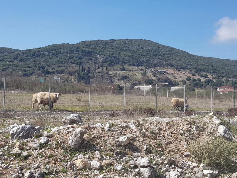 Αιγοπρόβατα κατέστρεψαν χλοοτάπητα αξίας 150.000 ευρώ στην Ηγουμενίτσα (pics)